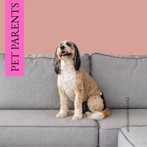 Pet Parents Dog Diapers + Extendrs® Set of 2
Black